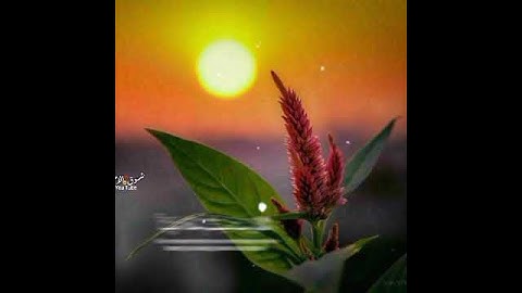 قران كريم 🖇️🥺حالات واتس اب قرانيه 🖇️💙القارئ فارس عباد 🖇️💚تلاوه خاشعه 🖇️😭من اجمل التلاوات