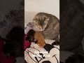 Cat sounds  meows of cats to attract cats