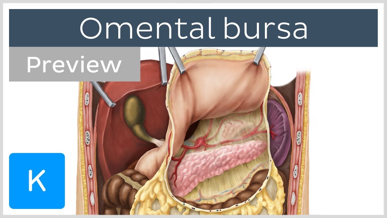 Omental bursa lesser sac, boundaries (preview) Human Anatomy