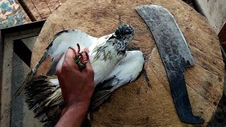 Pigeon bird cutting skills by indian village butcherman #pigeon #indianstreetmarkets #howtocut #ism