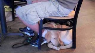Puppy In Training TV - Ep7 - Puppy Train(ing) Ride
