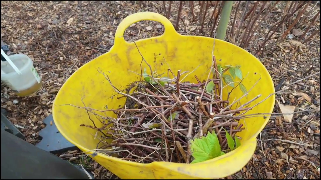 Pruning Summer and Autumn fruiting raspberries and mulching the broccoli 🥦.