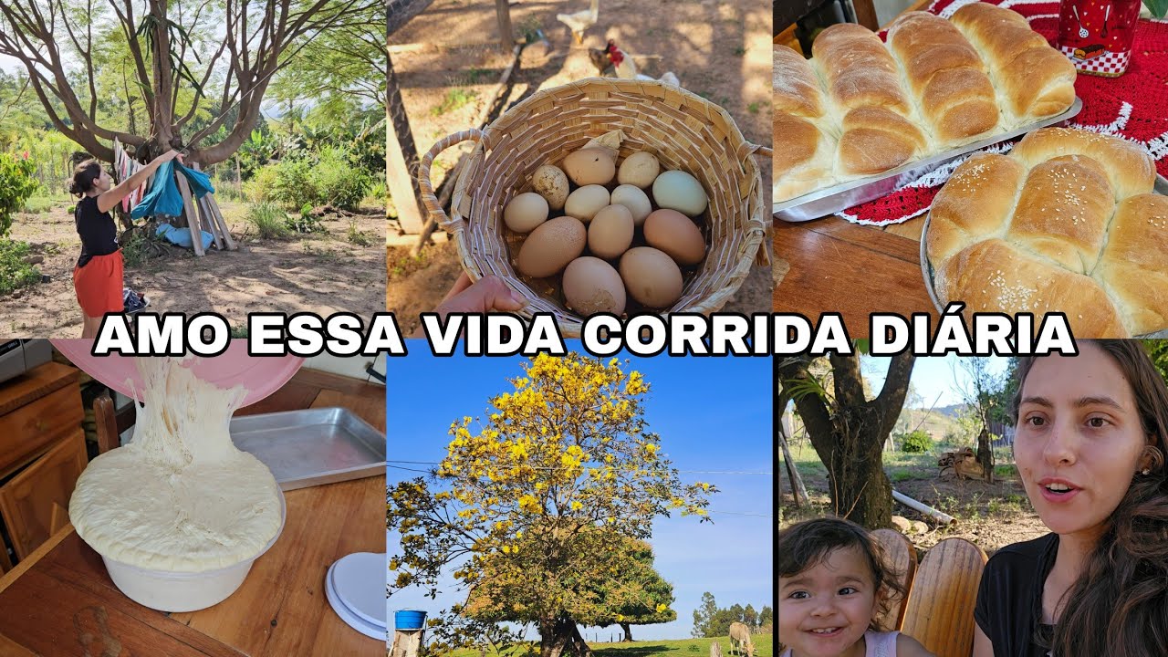 QUARTA-FEIRA/ROTINA PRODUTIVA/ PAO CASEIRO SEM ERRO/PÉ DE YPE FLORIDO/FARTURA DE OVOS E BANANA 