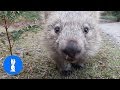 Furry Wombats Rolling Over - FUNNIEST Compilation