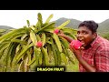 டிராகன் பழம் வேட்டை|Dragon Fruit Hunting at Kadambur Hills|டிராகன் பழ காடுVillage Hunting|VFS|Suppu