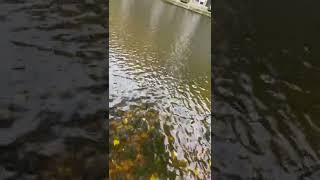 River surface and leaves