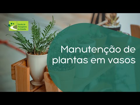 Vídeo: Cultivando Bergenia Em Vasos - Você Pode Cultivar Bergenia Em Um Recipiente