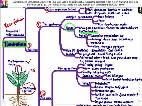 Video: Bunga kering tahunan (immortelle): perihalan, habitat, sifat perubatan