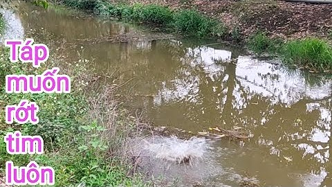 Câu cá lóc_Mẫu mồi mới và những cú táp cực kỳ phê mắt @Hữunghị tv