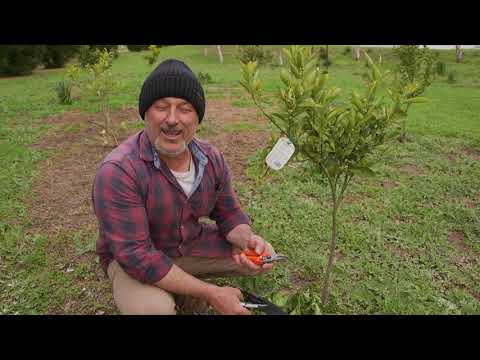 Video: Wat zijn citrusknopmijten: hoe mijten op citrusbomen te behandelen