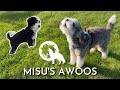 Mini Bernedoodle Imitates An Emergency Siren By Howling