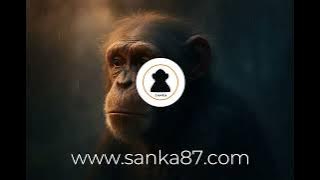 SANKA – Est-ce que tu m’aimes ? [Maître Gims] (Rework officiel)