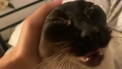 Watch the video about The massage I live for #cat #siamese #cute #asmr #viral #loud #meow #funny #purr