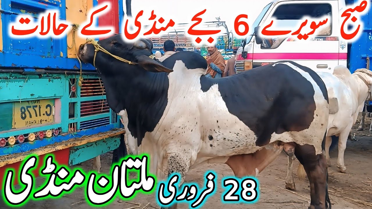 Today Multan Cow Mandi Fresh Latest Update | Cholistani Sahiwal Bachre Brahman Cows | Cow Mandi 2025