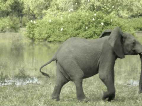 Elephant chasing lioness