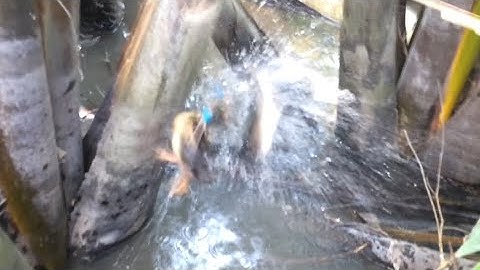 Câu cá lóc bằng vịt con, chiêm ngưỡng các pha kéo lưỡi và pha táp hấp dẫn cận cảnh