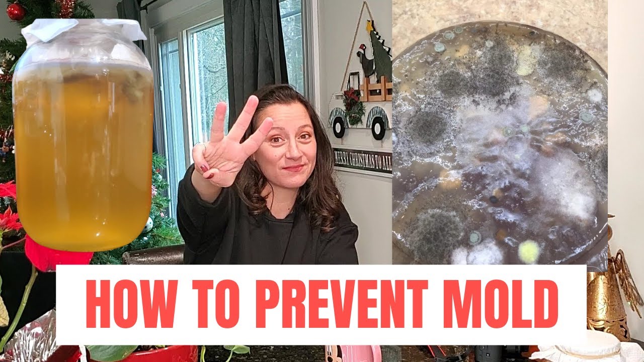 How To Identify And Handle Kombucha Scoby Mold