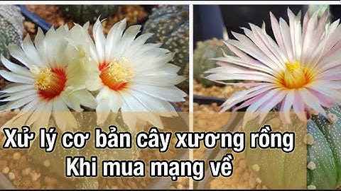 Cách xử lý và trồng cây xương rồng hoa khi mua mạng về sống 100% phần 1
