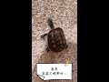 【我的寵物龜龜】烏龜愛爬牆