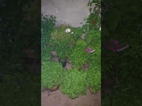 بوستاني متوضع