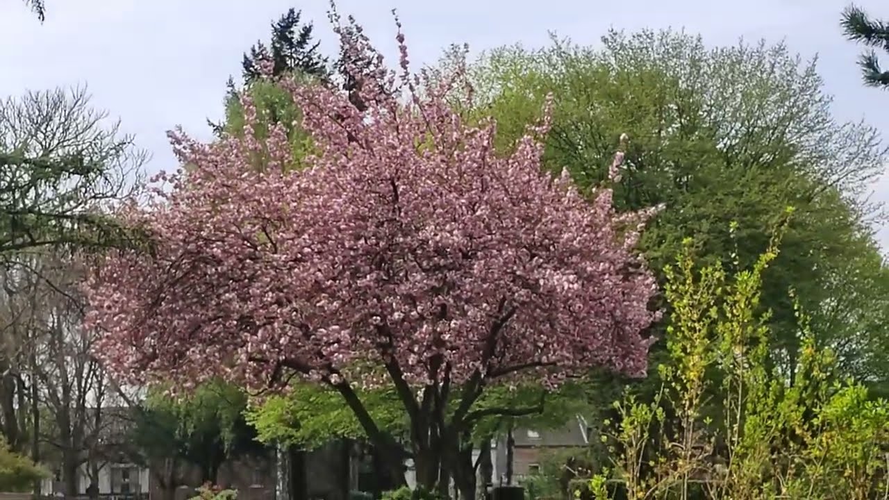 Friedhof Aachen Eilendorf Nirmer Straße.