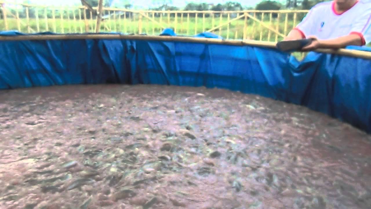 LELE TERPAL Sistem Biofloc ala Mang Anu - YouTube