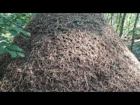 Naturutflykt till en skog och myrstack.