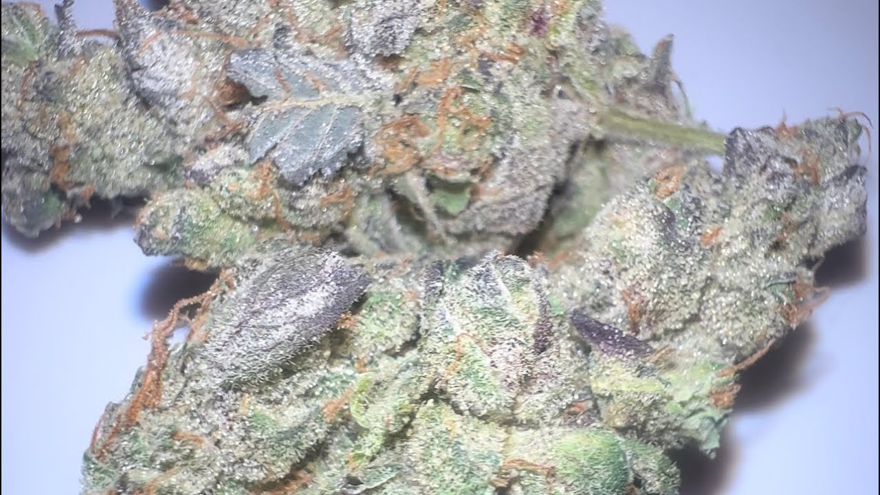 GMO AKA Garlic Cookies Strain Review from Mentation Maine