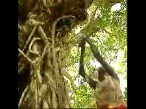 The Most Amazing Song Ever - Wiyathul by Geoffrey Gurrumul Yunupingu