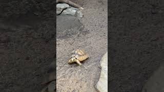 Egyptian Tortoise Eating Lettuce