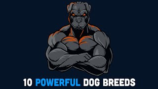 The 10 Most Strongest And Powerful Dog Breeds by Welfare Of Dogs 79 views 6 months ago 8 minutes, 7 seconds