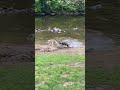 Brother and sister having some fun in the mountains. #fyp #shorts #nature #animals #funny #dog