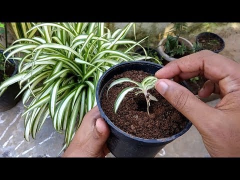 Video: Reproduktion Af Chlorophytum: Hvordan Man Formerer Chlorophytum Af Børn Og Stikkontakter Derhjemme? Hvordan Sidder Han? Pleje Efter Frøplanter