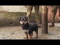 Ukrainian Soldiers Rescued a Puppy Meet Rambo 😍 #shorts