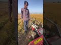 mini reaper machine review 🌾🧑🌾🚜 #minitractor