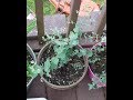 How to grow eucalyptus trees from seeds, how to sow eucalyptus from seed How to grow eucalyptus trees from seeds, how to sow eucalyptus from seed