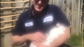 Cute sweet adorable cuddly soft baby bunnies, 3 weeks old. Dirty camera lense on first part of video screenshot 4