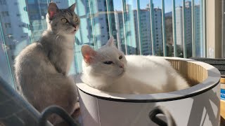 I Love Box, मज़ेदार, Gato de caixa, коробочный кот, Kucing kotak, قطة صندوق #반려묘 #gatos #cat #बिल्ली