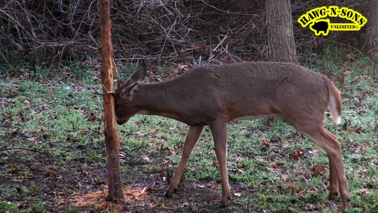 Self Filmed Whitetail Deer Hunting Rutting Rut Buck Rubbing Tree