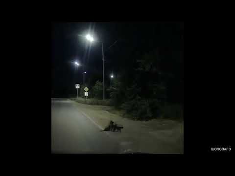 Кошки помогают раненой собаке перейти дорогу. Cats help an injured dog cross the road.