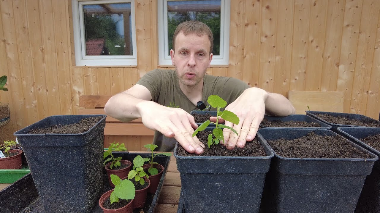 Feigen Sämlinge umtopfen - Feigenbaum aus Samen - Update Feigenbäume Ficus carica