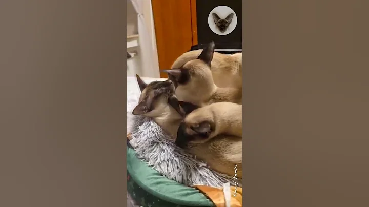 Video 7425951: oriental cats love, cat loves sleeping, cat family