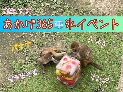 Ice Event: Monkey Mountain Akage 365 - Tobu Zoo Official YouTube