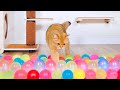 Can Cats Beat Water Balloon Obstacle Course? | CLICKAT