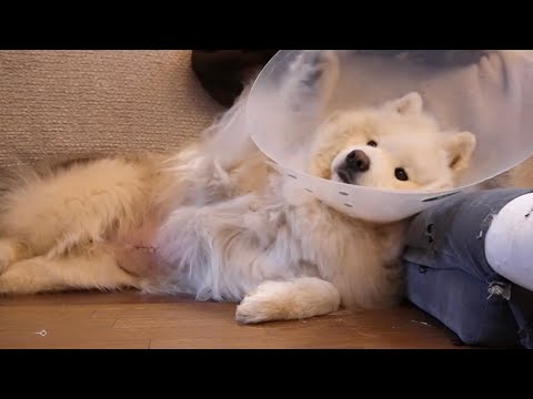 退院後甘えん坊マシマシのサモエド犬が可愛すぎる