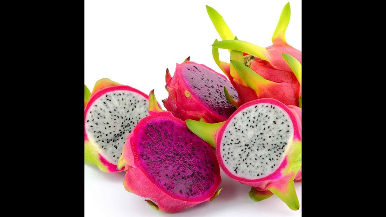 How to Plant Dragon Fruit Cuttings YouTube