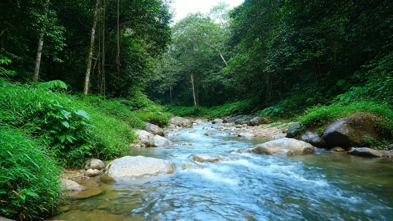 Natural Meditation – Beautiful Enchanted Water River Sound in Flowing Stream – Focus