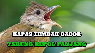 Suara Kapas Tembak Gacor TARUNG REPOL PANJANG Pancingan Kapas Tembak agar Bunyi JADIKAN Gacor emosi