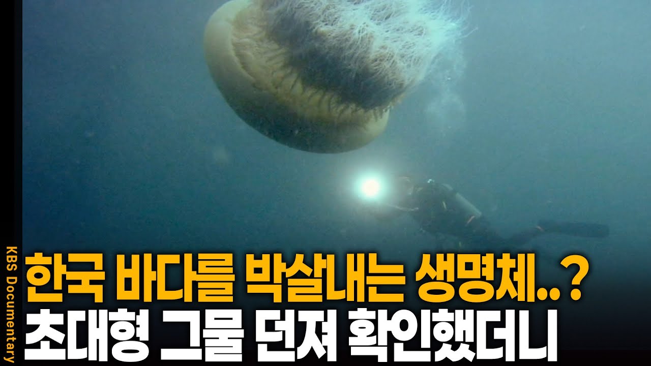 한국 바다가 초토화됐다..? 초대형 그물 던져 확인했더니 | KBS 20101229 방송