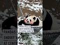 Pandas frolic in snowy wonderland at central China zoo